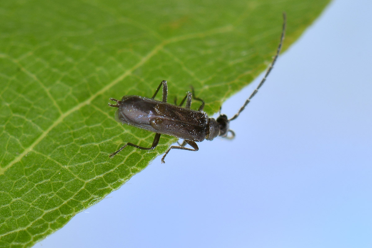 Malthodes umbrosus, maschio, Cantharidae